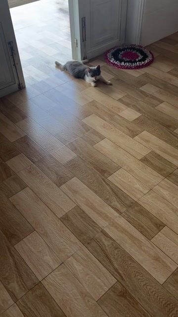 ALN Bicolor thuần chủng 10tháng tuổi. Mua bán Mèo tại Huyện Di Linh Lâm Đồng được đăng bởi Đặng Minh An hình 1