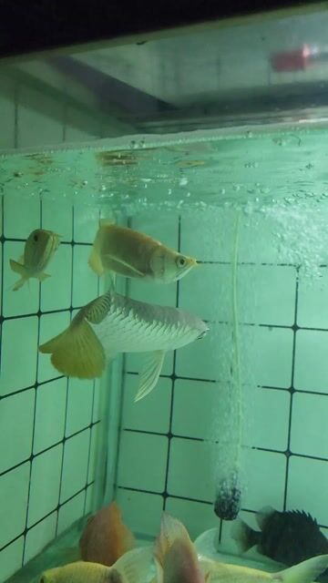 Cá Rồng Ngân Long Abino Hàm Cá Mập 22cm. Mua bán Thú cưng khác tại Quận 8 Tp Hồ Chí Minh được đăng bởi Tuấn Anh Cá Kiểng Online hình 1