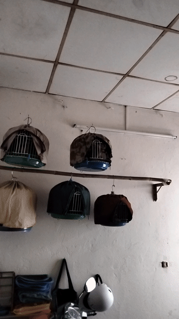 Chim cu gáy đực. Mua bán Chim tại Quận 8 Tp Hồ Chí Minh được đăng bởi chim cu Sài Gòn  hình 1