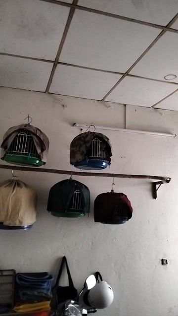Chim cu gáy đực. Mua bán Chim tại Quận 8 Tp Hồ Chí Minh được đăng bởi chim cu Sài Gòn  hình 1
