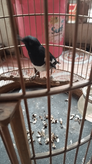 thanh lý chích choè than 3 mùa,bao dạng. Mua bán Chim tại Huyện Hóc Môn Tp Hồ Chí Minh được đăng bởi thanh hình 1