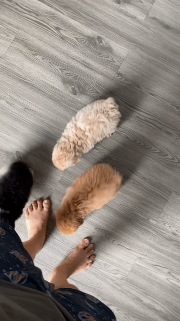 poodle thuần chủng. Mua bán Chó tại Quận 12 Tp Hồ Chí Minh được đăng bởi Nguyễn Nguyễn hình 1