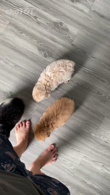 poodle thuần chủng. Mua bán Chó tại Quận 12 Tp Hồ Chí Minh được đăng bởi Nguyễn Nguyễn hình 1