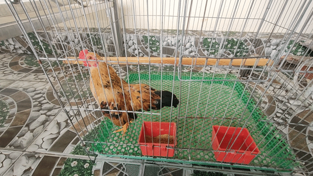 Gà tre trống Nâu vàng 4 lạng cảnh sinh sản. Mua bán Gà tại Quận Ô Môn Cần Thơ được đăng bởi Phố hình 1