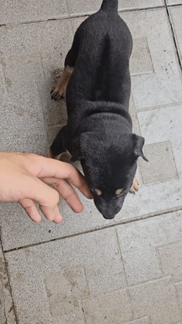Chó cỏ đen vàng đã tiêm phòng. Mua bán Chó tại Thành phố Dĩ An Bình Dương được đăng bởi Đoàn Tuấn hình 1