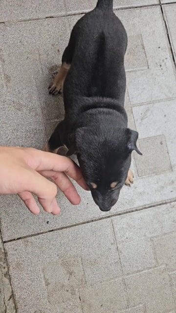 Chó cỏ đen vàng đã tiêm phòng. Mua bán Chó tại Thành phố Dĩ An Bình Dương được đăng bởi Đoàn Tuấn hình 1