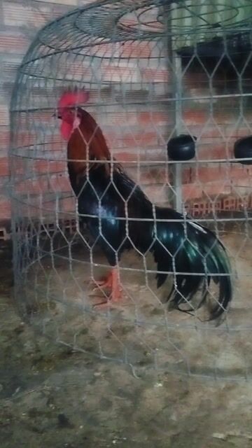 Tơ 2.5kg. Mua bán Gà tại Huyện Cù Lao Dung Sóc Trăng được đăng bởi Hải hình 1