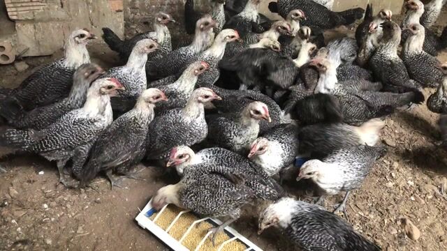 Gà Ai Cập Vằn Siêu Trứng | 3 Tháng Tuổi.. Mua bán Gà tại Quận Bình Tân Tp Hồ Chí Minh được đăng bởi Trại Gà Ai Cập Vằn Siêu Trứng hình 1