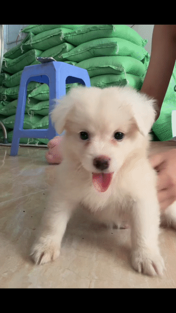Phốc sóc gái 3 tháng tủi. Mua bán Chó tại Quận Ninh Kiều Cần Thơ được đăng bởi Ha na hình 1