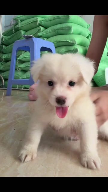 Phốc sóc gái 3 tháng tủi. Mua bán Chó tại Quận Ninh Kiều Cần Thơ được đăng bởi Ha na hình 1