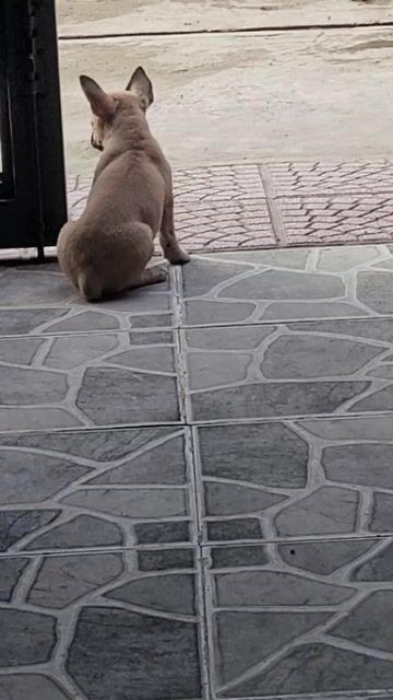 Cho cai ai co cho to hon giao luy cung đuoc. Mua bán Chó tại Thành phố Thuận An Bình Dương được đăng bởi Nguyễn mạnh hình 1