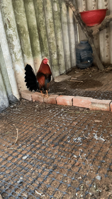 cuban my 1kg6. Mua bán Gà tại Huyện Châu Thành Tiền Giang được đăng bởi nguyen truong hình 1