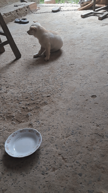 Chó lùn cái đã sổ giun, tiêm ngừa. Mua bán Chó tại Huyện Giồng Trôm Bến Tre được đăng bởi Tan Tai Phan hình 1