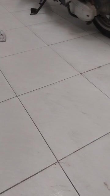 Chó Chihuahua cái 6 tháng đã tiêm. Mua bán Chó tại Quận Thanh Xuân Hà Nội được đăng bởi Oanh Do hình 1