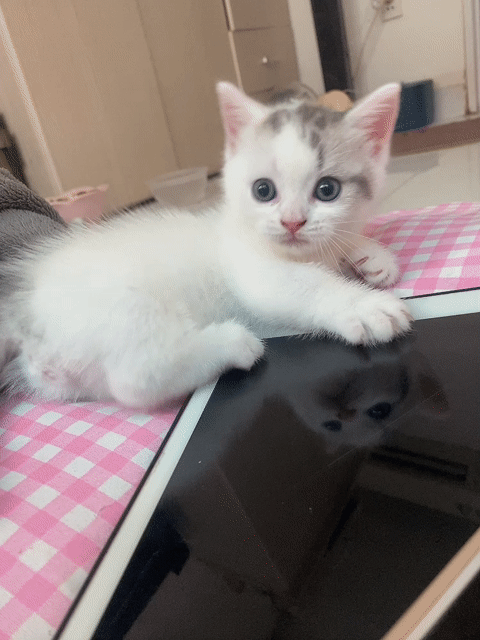Mèo ALN Munchkin Nhà Đẻ. Mua bán Mèo tại Quận 4 Tp Hồ Chí Minh được đăng bởi Lê hạnh hình 1