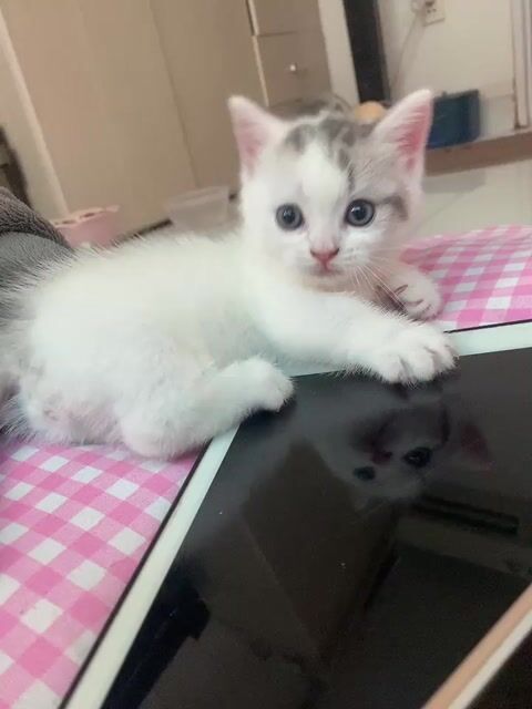 Mèo ALN Munchkin Nhà Đẻ. Mua bán Mèo tại Quận 4 Tp Hồ Chí Minh được đăng bởi Lê hạnh hình 1
