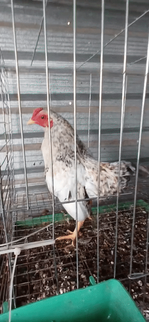 Gà Trắng Đen. Mua bán Gà tại Huyện Trần Đề Sóc Trăng được đăng bởi đạt gà kiểng  hình 1