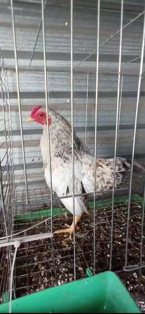 Gà Trắng Đen. Mua bán Gà tại Huyện Trần Đề Sóc Trăng được đăng bởi phan phát đạt hình 1