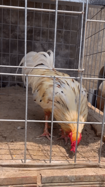 Gà trống Trắng Đực. Mua bán Gà tại Huyện Mỹ Xuyên Sóc Trăng được đăng bởi Gà Việt  hình 1