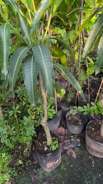 Xoài Tứ Quý hàng trung cây đẹp đang bông. Mua bán Cây cảnh, đồ trang trí tại Quận Gò Vấp Tp Hồ Chí Minh được đăng bởi Vườn Kiểng Nhà Nị Ny hình 1