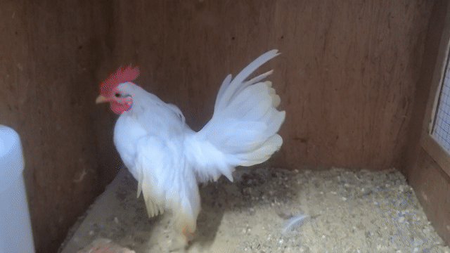 Gà Nhạn trống màu Trắng. Mua bán Gà tại Huyện Nhà Bè Tp Hồ Chí Minh được đăng bởi Thuan Nguyen hình 1