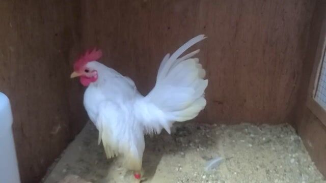 Gà Nhạn trống màu Trắng. Mua bán Gà tại Huyện Nhà Bè Tp Hồ Chí Minh được đăng bởi Thuan Nguyen hình 1