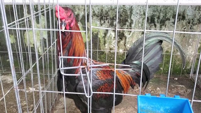 Gà Mỹ Peru Trống 6-9 tháng. Mua bán Gà tại Thành phố Thủ Đức Tp Hồ Chí Minh được đăng bởi Long hình 1