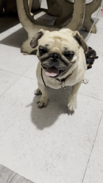Chó Pug vàng cát. Mua bán Chó tại Huyện Bến Lức Long An được đăng bởi duy hình 1