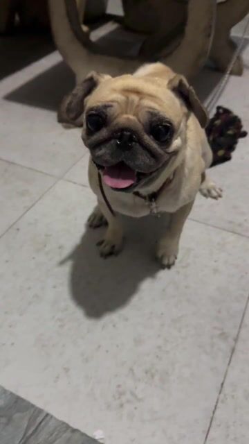 Chó Pug vàng cát. Mua bán Chó tại Huyện Bến Lức Long An được đăng bởi duy hình 1