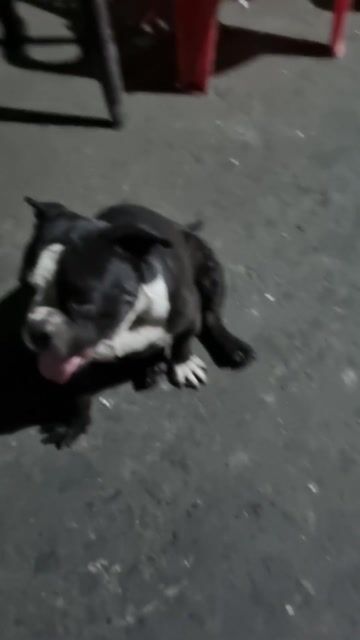 Chó Bully cái Đen trắng. Mua bán Chó tại Thành phố Biên Hòa Đồng Nai được đăng bởi Vi Luan hình 1