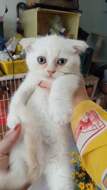 Mèo Tai Cụp Trắng 3 tháng tuổi mắt xanh. Mua bán Mèo tại Thành phố Đà Lạt Lâm Đồng được đăng bởi Nguyên Tôn hình 1