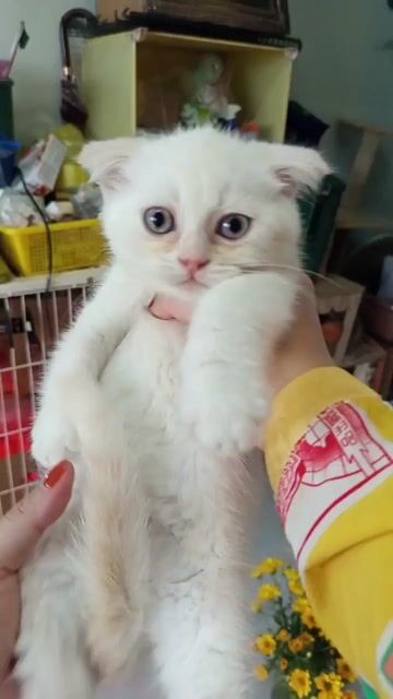 Mèo Tai Cụp Trắng 3 tháng tuổi mắt xanh. Mua bán Mèo tại Thành phố Đà Lạt Lâm Đồng được đăng bởi Nguyên Tôn hình 1