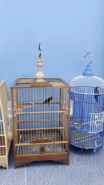 Chim hút mật 3 con kèm lồng. Mua bán Chim tại Huyện Củ Chi Tp Hồ Chí Minh được đăng bởi Nguyễn thành quang  hình 1