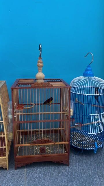 Chim hút mật 3 con kèm lồng. Mua bán Chim tại Huyện Củ Chi Tp Hồ Chí Minh được đăng bởi Nguyễn thành quang  hình 1