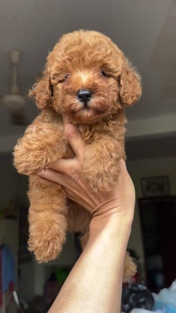 Poodle tiny nâu 2 tháng đáng yêu. Mua bán Chó tại Quận 8 Tp Hồ Chí Minh được đăng bởi Phan hung tam hình 1