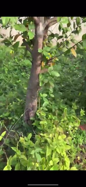 Cây cảnh Mai tứ quý 30 năm. Mua bán Cây cảnh, đồ trang trí tại Quận Bắc Từ Liêm Hà Nội được đăng bởi Trung Kiên Jr hình 1