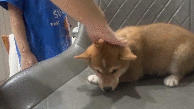 Chó Shiba Inu đực 2 tháng tuổi. Mua bán Chó tại Quận 4 Tp Hồ Chí Minh được đăng bởi Linh Nguyễn  hình 1