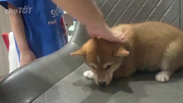 Chó Shiba Inu đực 2 tháng tuổi. Mua bán Chó tại Quận 4 Tp Hồ Chí Minh được đăng bởi Linh Nguyễn  hình 1
