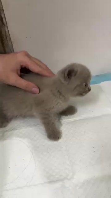 Mèo Anh lông ngắn đực Lilac 2 tháng. Mua bán Mèo tại Quận 1 Tp Hồ Chí Minh được đăng bởi Hưng Lê hình 1