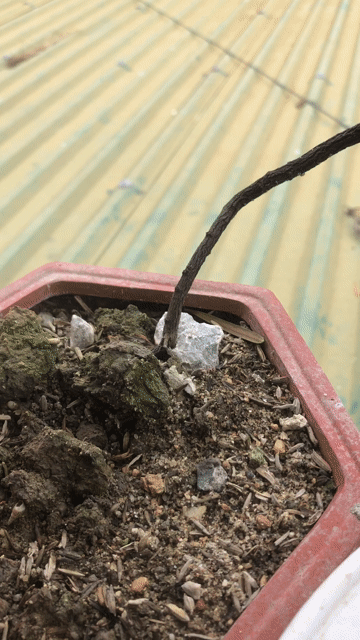 Cây cảnh Muội hồng mini Xanh lá. Mua bán Cây cảnh, đồ trang trí tại Huyện Nông Cống Thanh Hóa được đăng bởi Lich dovan hình 1