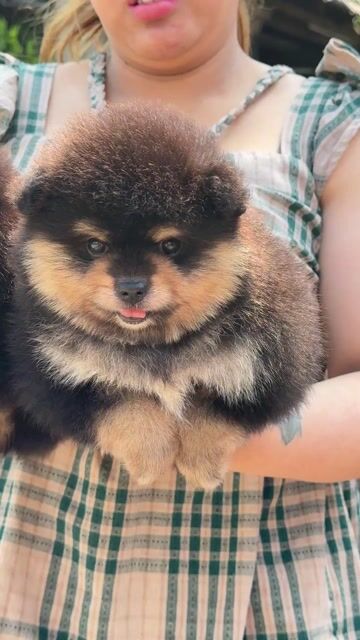 Chó Pom Thái Black tan. Mua bán Chó tại Huyện Bình Chánh Tp Hồ Chí Minh được đăng bởi Ken péthop hình 1