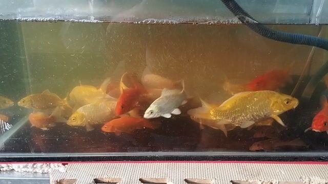 Cá Koi thanh lý size. Mua bán Thú cưng khác tại Quận 12 Tp Hồ Chí Minh được đăng bởi Thanh Long hình 1