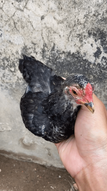 Gà Tre Bắc trống 3 tháng Đen bông. Mua bán Gà tại Huyện Long Hồ Vĩnh Long được đăng bởi Tài nguyễn hình 1