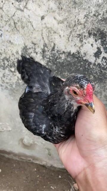 Gà Tre Bắc trống 3 tháng Đen bông. Mua bán Gà tại Huyện Long Hồ Vĩnh Long được đăng bởi Tài nguyễn hình 1