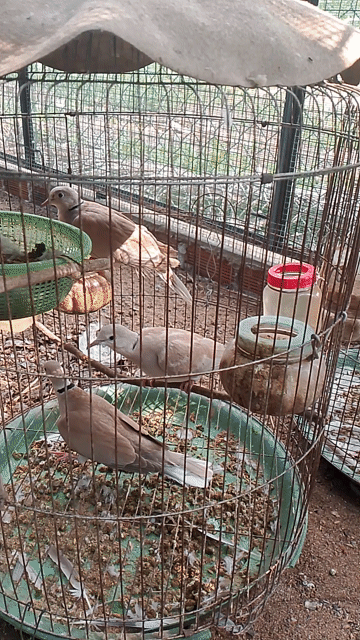 Chim cu Pháp 6 con đã biết ăn. Mua bán Chim tại Huyện Bình Đại Bến Tre được đăng bởi THIỆN HÀO hình 1