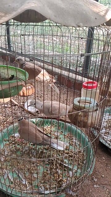 Chim cu Pháp 6 con đã biết ăn. Mua bán Chim tại Huyện Bình Đại Bến Tre được đăng bởi THIỆN HÀO hình 1