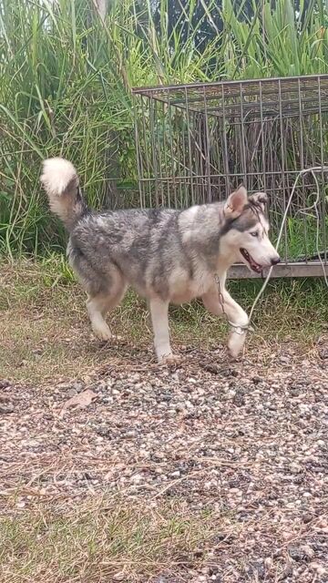 Chó Husky cái Xám trắng khỏe mạnh. Mua bán Chó tại Huyện Trảng Bom Đồng Nai được đăng bởi Trần Văn lưu hình 1