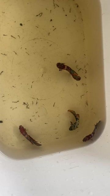 Cá Betta Đa sắc 4 trống tặng 4 mái  sier cối. Mua bán Thú cưng khác tại Quận 7 Tp Hồ Chí Minh được đăng bởi Cuong Ken Dy hình 1