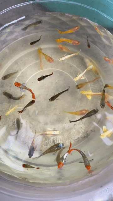 Cá Guppy nhiều màu 2k. Mua bán Thú cưng khác tại Quận 6 Tp Hồ Chí Minh được đăng bởi Hoàng hình 1
