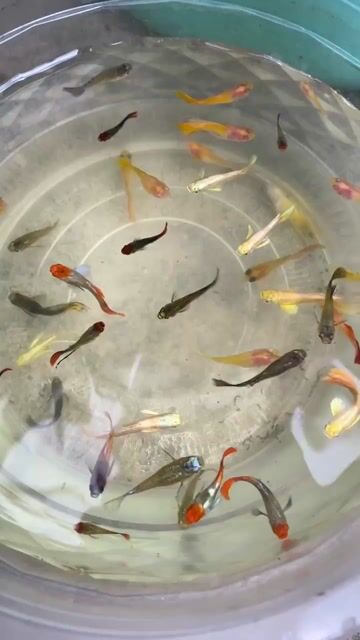 Cá Guppy nhiều màu 2k. Mua bán Thú cưng khác tại Quận 6 Tp Hồ Chí Minh được đăng bởi Hoàng hình 1